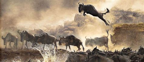 Migration